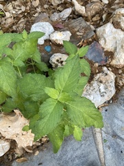 Ruellia drummondiana