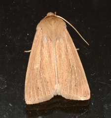 Mythimna oxygala
