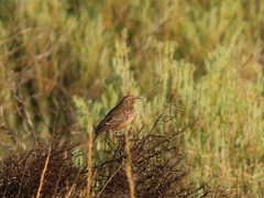 Mirafra apiata apiata