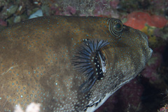 Arothron caeruleopunctatus