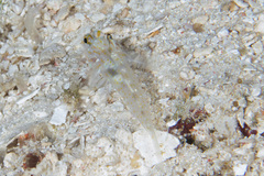 Fusigobius aureus