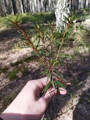 Rhododendron tomentosum