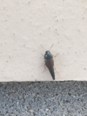 Sepedophilus marshami