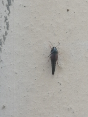 Sepedophilus marshami