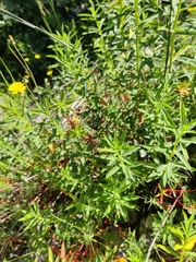 Horned Spurge (Euphorbia ceratocarpa)
