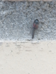 Sepedophilus marshami