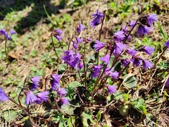 Soldanella carpatica