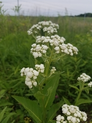 Parthenium integrifolium