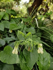 Symphytum grandiflorum