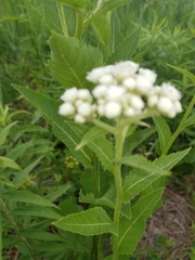 Parthenium integrifolium