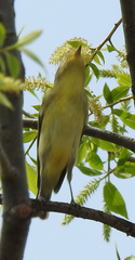 Vireo philadelphicus