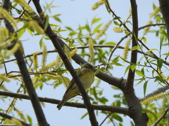 Vireo philadelphicus