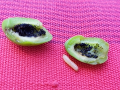 Hoplocampa