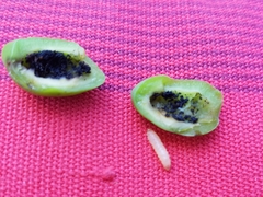 Hoplocampa
