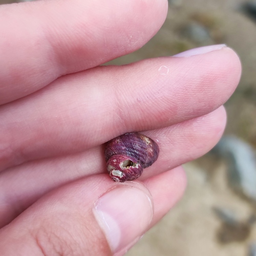 Gigahomalopoma sangarense