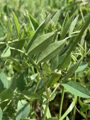 Vicia bithynica