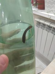 Erpobdella octoculata