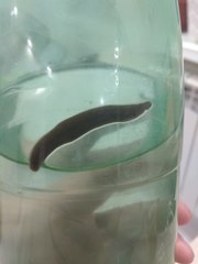 Erpobdella octoculata