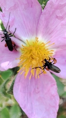 Oedemera rufofemorata