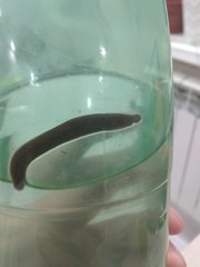 Erpobdella octoculata