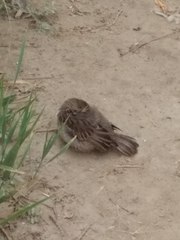 Passer domesticus