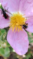 Oedemera rufofemorata