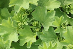 Alchemilla subcrenata