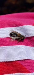 Andrena clarkella
