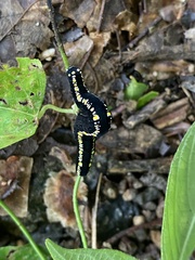 Oraesia emarginata