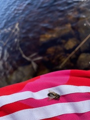 Andrena clarkella