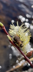 Andrena clarkella