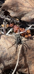 Lycosidae
