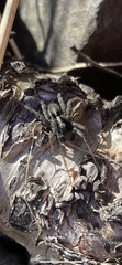 Lycosidae