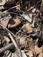 Lycosidae