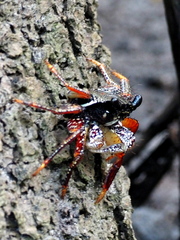 Goniopsis pelii