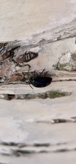 Agelastica alni