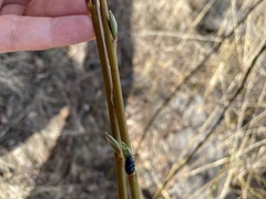 Agelastica alni