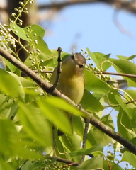 Vireo philadelphicus