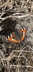 Aglais urticae