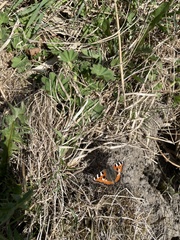 Aglais urticae