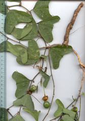 Passiflora bicornis