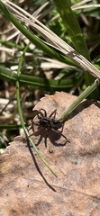 Lycosidae