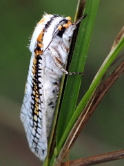 Azygophleps scalaris