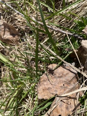 Lycosidae