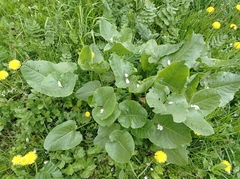 Rumex confertus