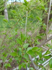 Ulmus pumila
