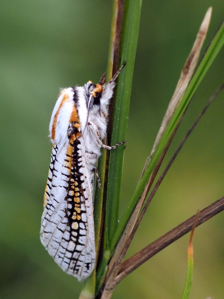 Azygophleps scalaris