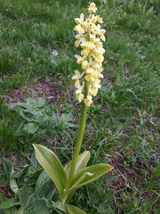 Orchis pallens