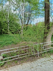 Ulmus pumila