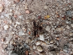 Xysticus cristatus